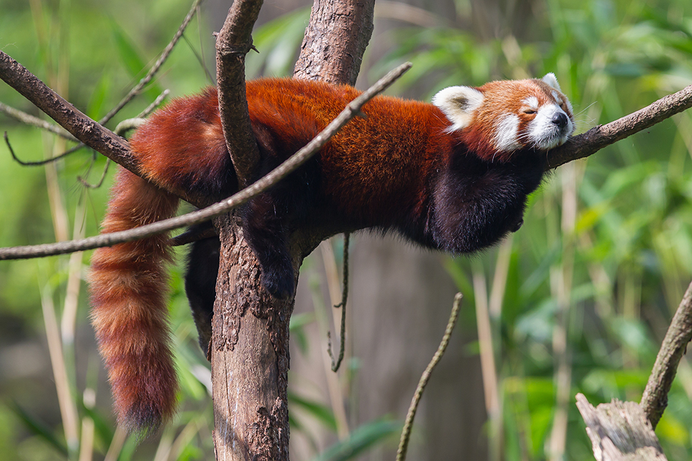 Red Panda – Aurifil